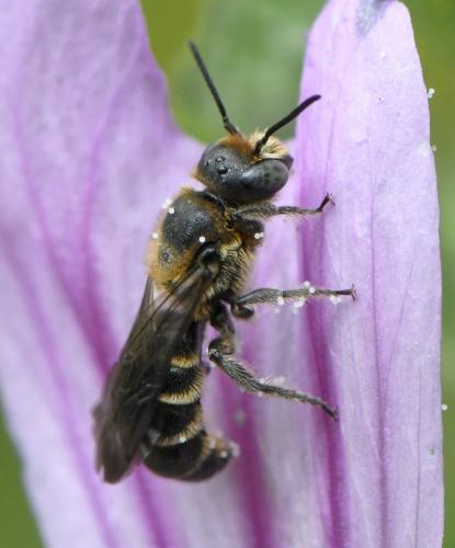 Réf. 281 880 : Chelostoma rapunculi